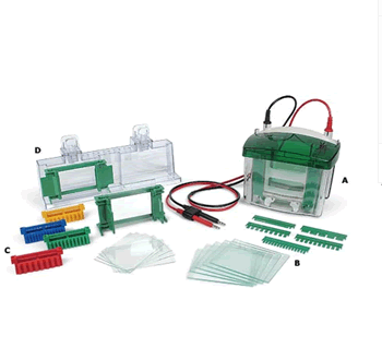 Bio-Rad伯樂 1658001小型垂直電泳槽
